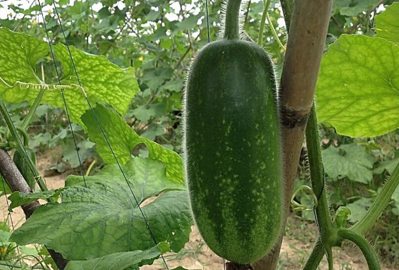 深圳蔬菜配送教您節瓜種植技術 種節瓜有哪些竅門？
